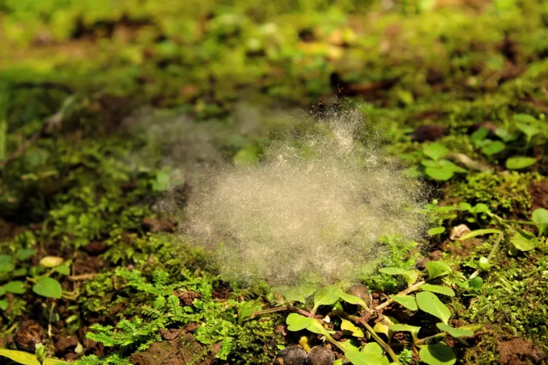 Sequestro do Nitrogênio