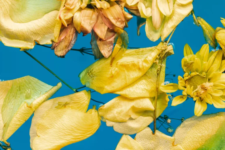 Sideróforos e a Batalha pelo Ferro